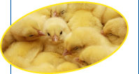 National Chicks, the largest independent producer of day-old chicks