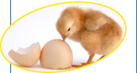 National Chicks expert team is ready to assist and support clients