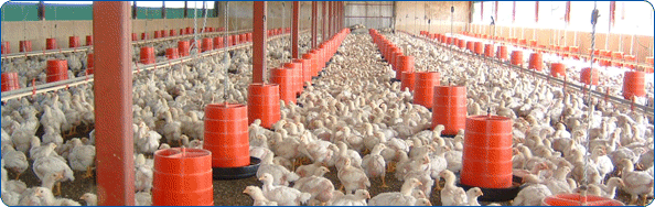 National Chicks experienced technical managers ensure that they produce an excellent quality chick